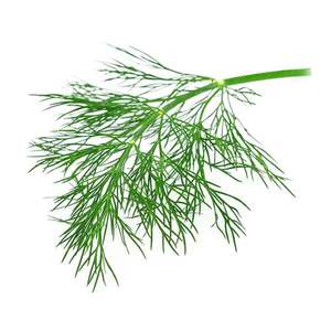 Products: Fennel - Superb Herb