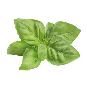 Basil - Superb Herb