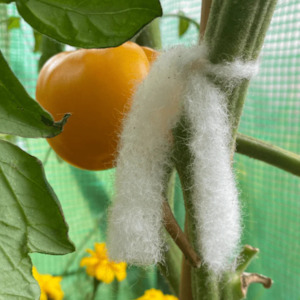 Wool Plant Ties 10 Pack