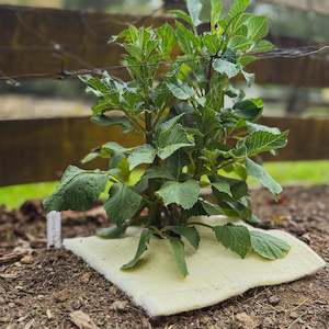 Wool Mulch Mats - 10 Pack