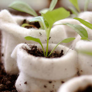 Home Garden Range: Wool Propagation Pot - Bulk Pack