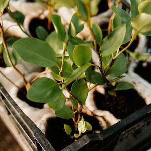 Wool Grow Bag - Bulk Pack