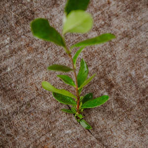 Black Wool Mulch Mat - Limited Edition - 10 Pack