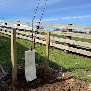 Fruit / Specimen Tree Guard