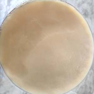 Fermentation Cultures: Large Kombucha SCOBY