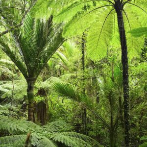 Products: Tane Rewilding Innovations