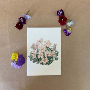 Spring: OXALIS ~ GREETING CARD