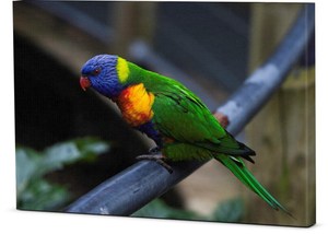 Products: Canvas – Brooklands Best Bird