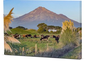Products: Canvas – A Rural Taranaki Summer