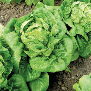 Cos Lettuce 2pk