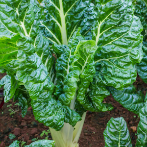 Silverbeet