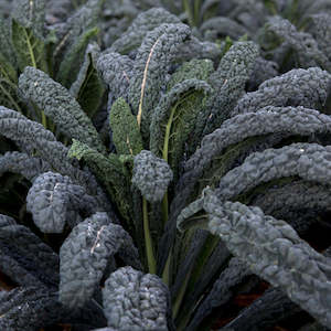 Products: Kale