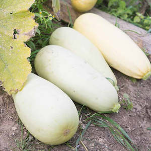 Spaghetti Squash