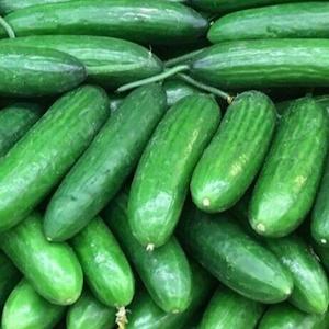 Lebanese Cucumber