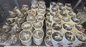 Products: KOKO Samoa My Site 5