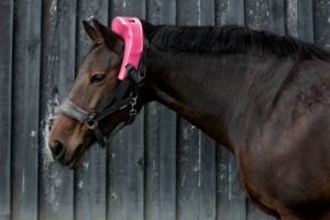 Frontpage: Atlas Equine Cranial Massager