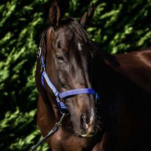 Halters Leads: Flair Break Away Web Halter