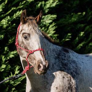 Halters Leads: Flair Rope Multi Fleck Halter