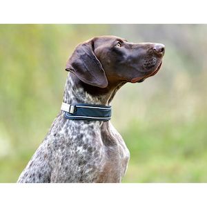Explorer Dog Collar