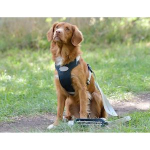 Pet Accessories: Explorer Dog Harness