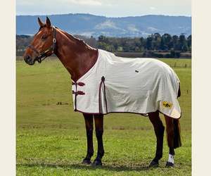 Saxon Kool Coat Cotton Standard Neck Sheet