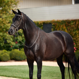 Horse Wear: Dublin Padded Fancy Stitch Hunt Bridle