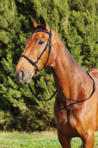 Dublin Bitless Bridle