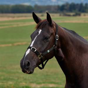 Dublin Everyday Headcollar