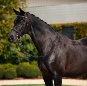 Bridles: Dublin Padded Cavesson Bridle