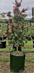 Callistemon Mc Arthur