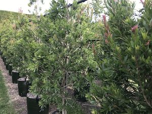 Callistemon Red Alert