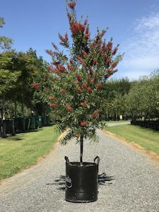 Callistemon Red Cluster