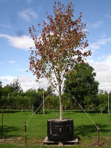 Products: Acer freemanii Jeffersred