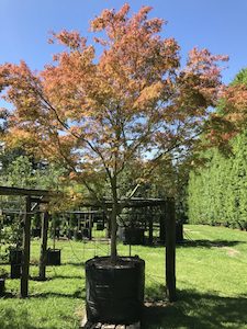 Products: Acer palmatum dissectum Seiryu