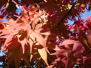 Products: Acer palmatum Osakazuki