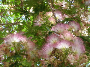Albizia julibrissin Rosea