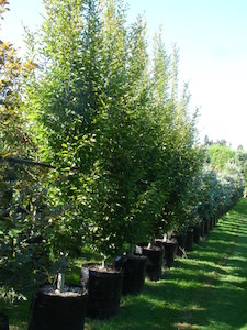 Carpinus betulinus fastigiata