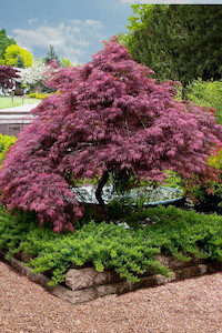 Acer palamtum dissectum ‘Tamukeyama’