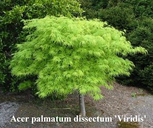 Acer palmatum dissectum ‘ Viridis’