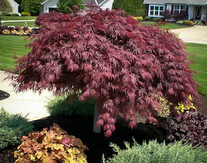 Products: Acer palmatum dissectum ‘Crimson Queen’