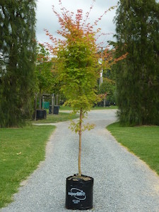 Products: Acer palmatum Senkaki