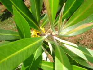 Tristaniopsis laurina