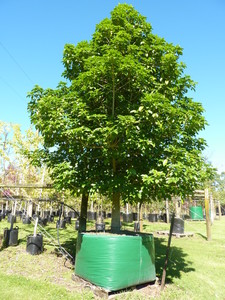 Vitex lucens – Puriri
