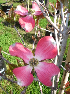 Cornus florida Cherokee Chief