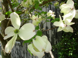 Cornus florida Cherokee Princess