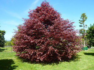 Fagus sylvatica Purpurea