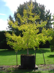 Ginkgo biloba Autumn Gold