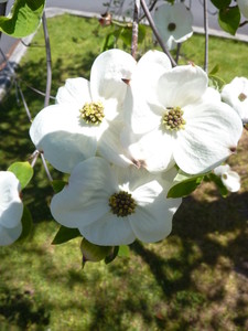 Cornus nuttalii x florida Eddies White Wonder