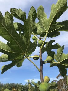Ficus carica ‘Brown turkey’