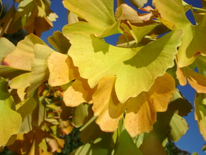 Ginkgo biloba Fastigata